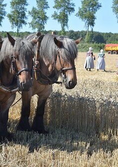 Boerinnen op het land