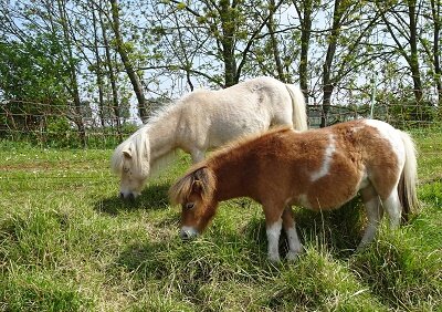 Shetland pony&#039;s (Ansichtkaart)