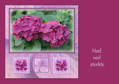 Sterkte, hortensia (Ansichtkaart)