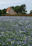 Bloemenveld bij huis