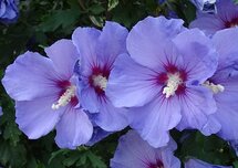 Hibiscus, Chinese roos (Ansichtkaart)