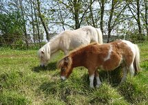 Shetland pony's (Ansichtkaart)